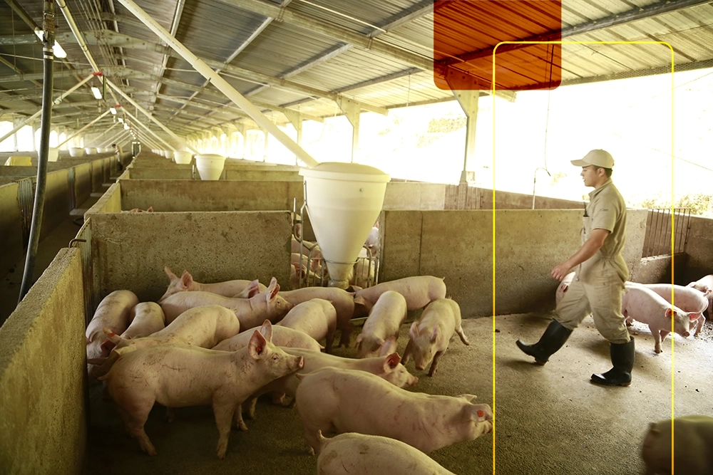 imagen porcicultura comparativo alimento