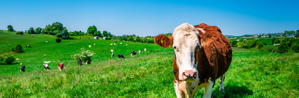 Sintonízate con el Campo – Ganadería, sector lácteo