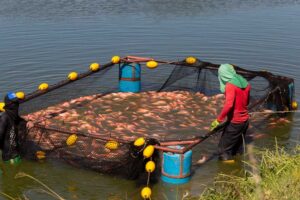 Acuicultores comprometidos cuidando y cultivando nuestros preciados peces.