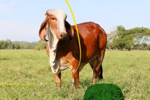 Calculadora ganadería modelo animal