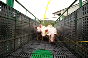 Calculadora porcicultura desima de conversión