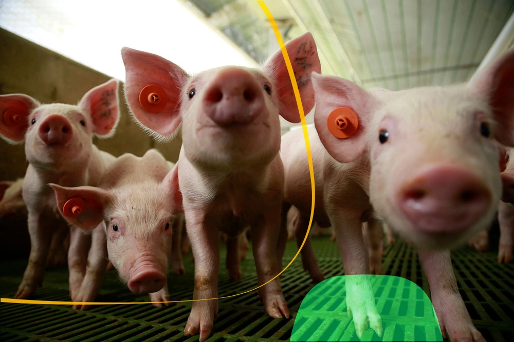 Calculadora porcicultura presupuesto de consumo