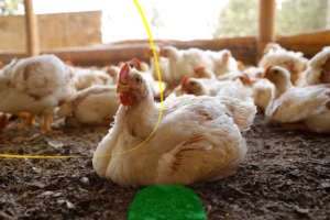 Analisis de productividad pollo de engorde