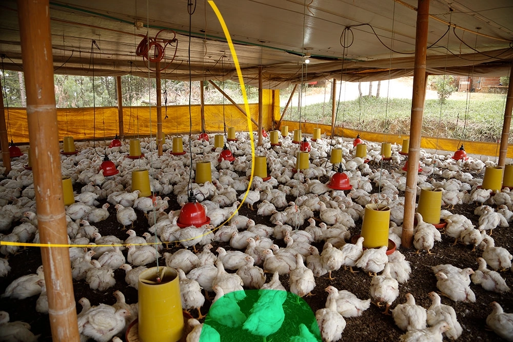 Finca calculadora avicultura comparativo de costos, plan de alimentación del pollo