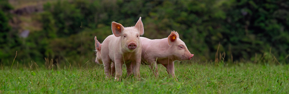 Pasos para la producción en la porcicultura