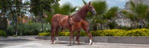 En sintonía con el campo: tipos de caballos